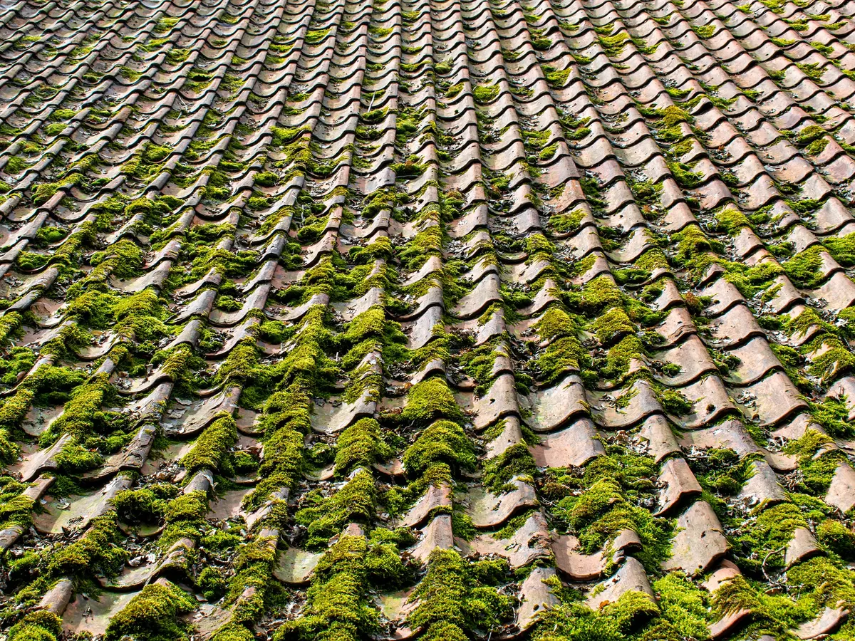 Roof Moss Removal in Kent by Steadfast Roofing and Building