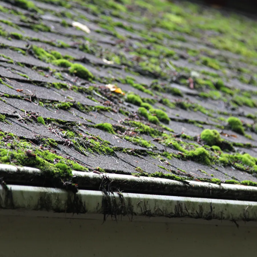 Roof Moss Removal detail